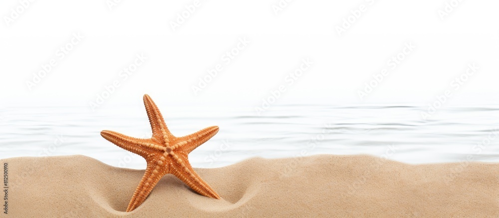 Leinwandbilder a starfish is seen in a border design on a sandy beach with a copy space image it is isolated agains