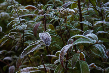 Fototapeta premium Winter Garden and Flower, Plant, and Berry Blooms in Dark Colors
