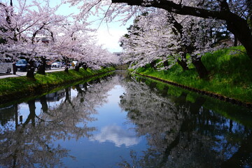 Pink Sakura or Cherry Blossom Tunnel and Moat of Hirosaki Castle in Aomori, Japan - 日本 青森 弘前城 外濠 桜のトンネル