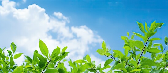 The lush green leaves against the vibrant blue sky adorned with fluffy white clouds offer a delightful contrast These garden leaves supply oxygen and create a refreshing ambiance A copy space image s