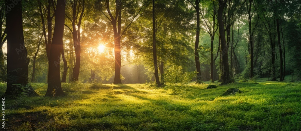 Poster A natural and vibrant forest with trees creating a lush greenwood scenery illuminated by the warm sunlight in the background providing a perfect copy space image