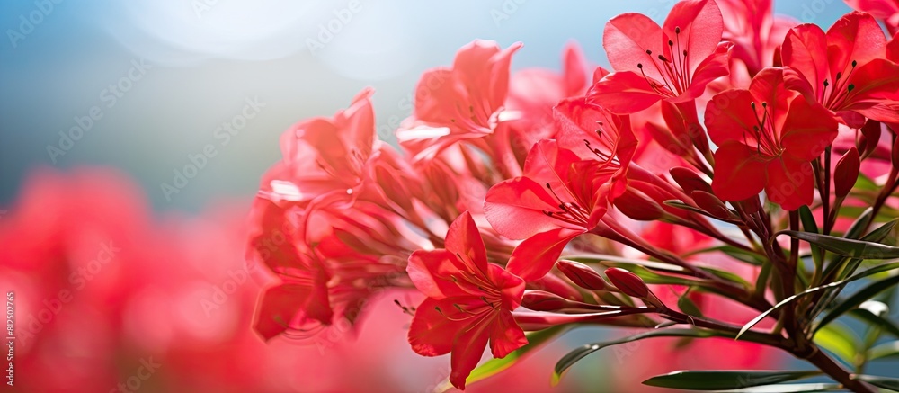 Poster Blooming red oleander flowers with a blurred bokeh background creating a visually appealing copy space image