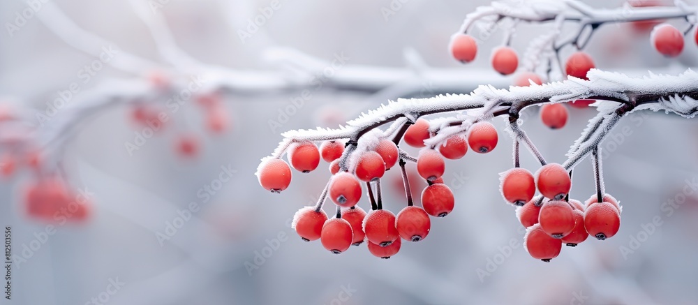 Aufkleber a picturesque copy space image capturing frozen red berries adorned with hoarfrost on a chilly winte