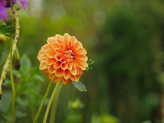 A close-up image of the beautiful orange-colored Dahlia Pinnata flower in the soft sunlight.
