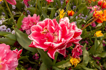 Pink with white decorative tulips flowers blooming with greenery, spring flowerbed close-up