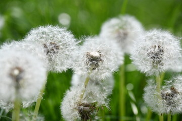 Pusteblume auf einer Wiese
