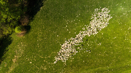 Traditional sheep pasture on meadow in Pieniny Mountains in Poland. Aerial drone view