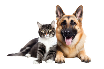 Obraz premium dog with cat friendly isolated on white