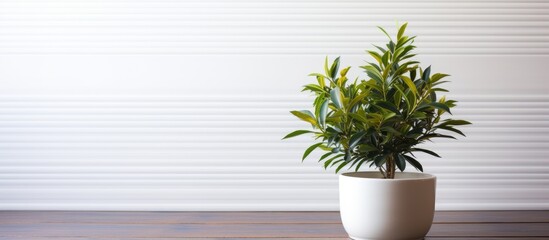 A green plant sits in a white pot against a backdrop of a wooden surface creating a copy space image
