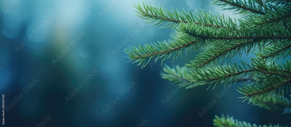 Fototapete Spruce branches create a natural frame with copy space allowing for text placement The background is blurred producing a realistic bokeh effect