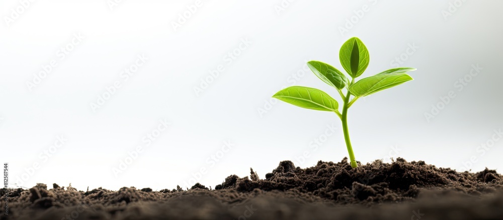 Aufkleber a young plant stands alone on a white background symbolizing the concepts of growth ecology and hope