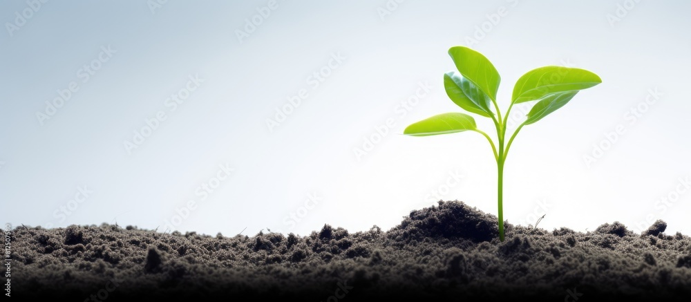Poster a young plant stands alone on a white background symbolizing the concepts of growth ecology and hope