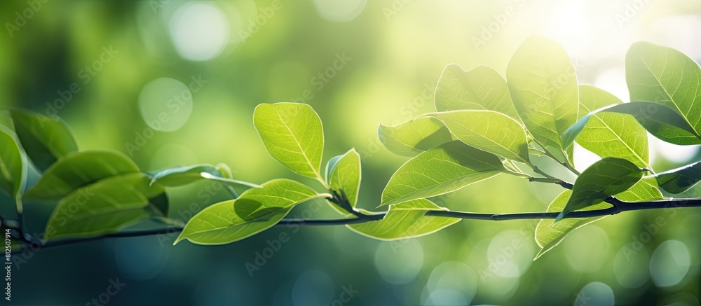 Poster a stunning close up view of green leaves with sunlight shining through creating a beautiful natural 