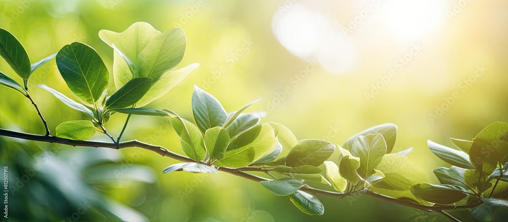 Poster a stunning close up view of green leaves with sunlight shining through creating a beautiful natural 