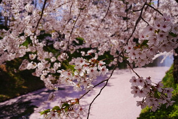Pink Sakura or Cherry Blossom Tunnel and Moat of Hirosaki Castle in Aomori, Japan - 日本 青森 弘前城 外濠 桜のトンネル