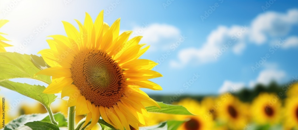 Aufkleber Closeup of a stunning sunflower in full bloom on a summer day providing ample space for adding text in the image