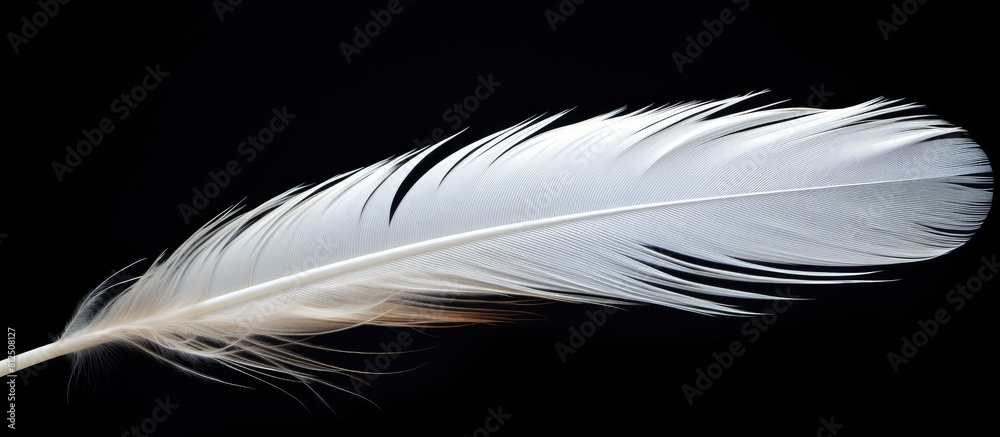 Poster a stunning white feather gracefully floats in the air standing out against the black background with
