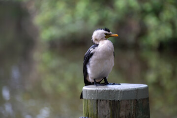 Little Pied Cormorant bird, Microcarbo melanoleucos, native Australian waterbird