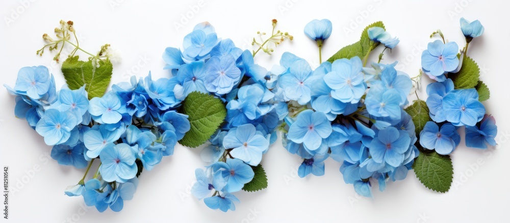 Aufkleber Top view copy space image of a flat lay floral corner arrangement featuring begonia and small blue flowers isolated on a white background
