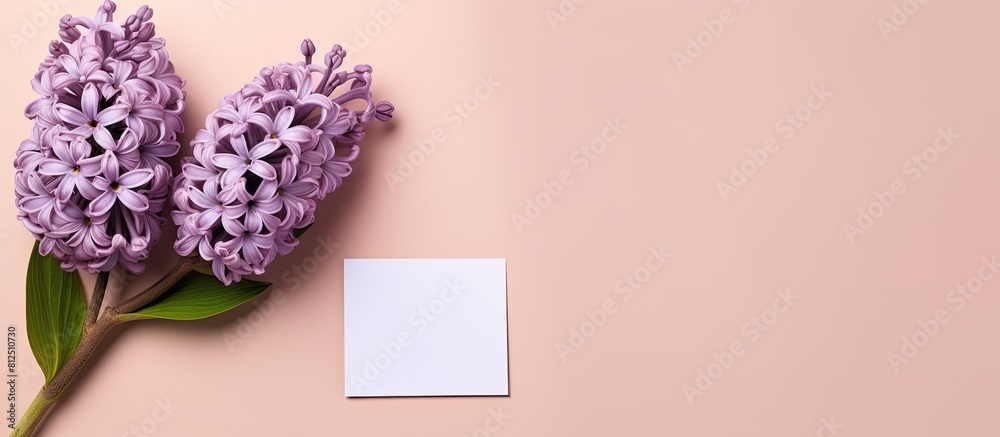 Fototapete top view of a lilac hyacinth placed on a pastel pink background alongside an empty paper tag the fla