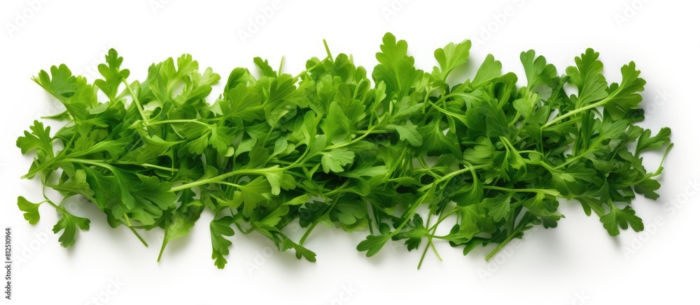Poster Top view of a rucola or arugula leaf isolated on a white background creating a flat lay pattern with ample copy space for your text