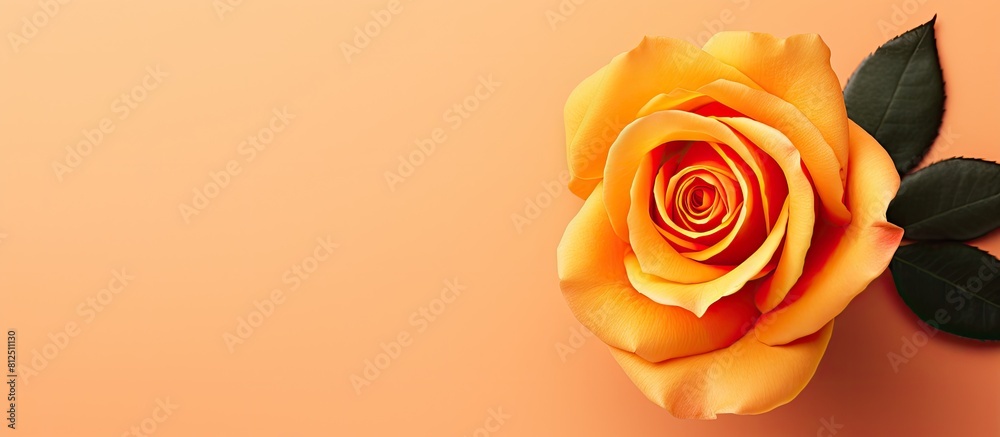Poster Top view of a stunning orange rose placed on a delicate yellow paper background creating a visually pleasing flat lay image with ample copy space