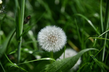 Eine Pusteblume im Bergischen Land 