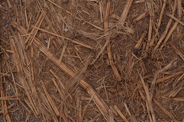 The brown ground with full of dry straw, dry area