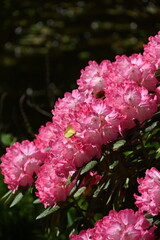 Christiansberg, Rhododenronblüte Mai 2024