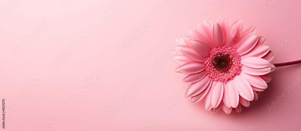 Aufkleber A vibrant pink flower on a pink background creating a copy space image that evokes thoughts of Valentine s Day Mother s Day or the arrival of spring This flat lay top view adds a touch of elegance