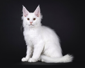 Fototapeta premium Cute solid white Maine Coon cat kitten, sitting up side ways. Looking beside camera. isolated on a black background.