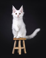 Cute solid white Maine Coon cat kitten, sitting on little wooden stol with one paw in air. Looking...