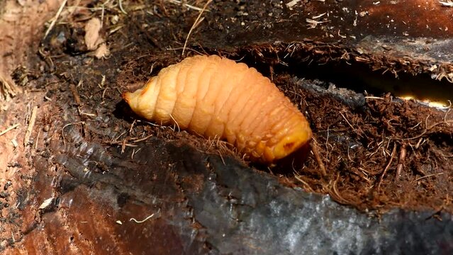 red palm weevil larvae live in the  coconut shoot. The red palm weevil palm pest of coconut tree .
