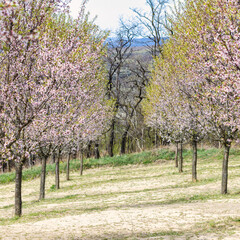 Fototapeta premium View of blooming trees in The Almond orchard at Hustopece town in South Moravia, Czech Republic, Europe.