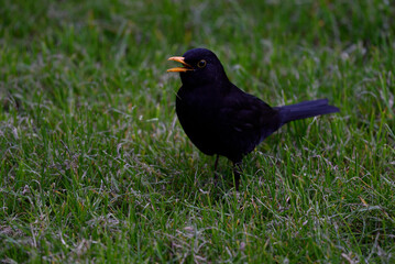 Amsel