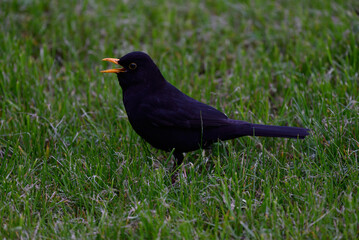 Amsel