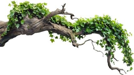 Fototapeta premium A vivid green creeper winding around an ancient, gnarled tree branch, isolated on white background