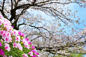 桜とツツジ