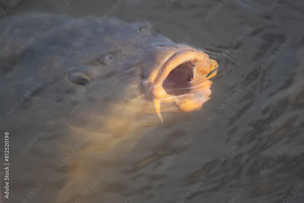 Poster A very close image of the head only of  a large carp as it comes to the surface of the water. Its mouth is wide open  as it breaks the surface