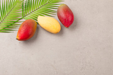  An evergreen tree of the lacquer family. The height is about 30 meters, and the leaves are alternate and thick lanceolate.