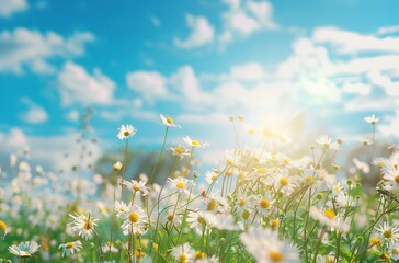 A vibrant field of white daisies blooming under a clear blue sky with bright sunlight casting beautiful rays