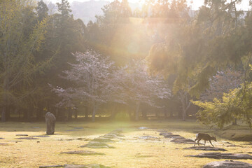 奈良　東大寺　講堂跡の鹿