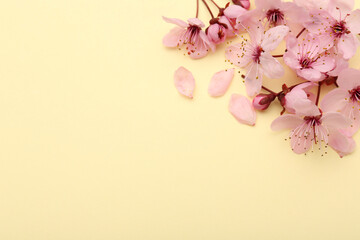 Beautiful spring tree blossoms and petals on yellow background, space for text