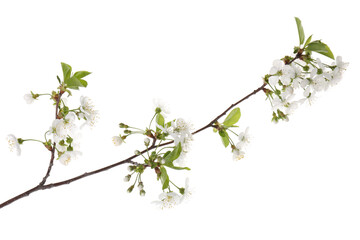 Spring branch with beautiful blossoms and leaves isolated on white