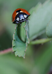 Obraz premium Ladybugs during mating