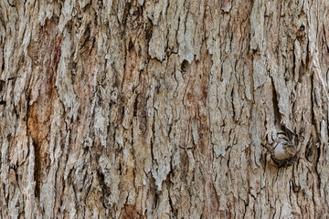 bark of a tree close up