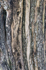 bark of a tree close up