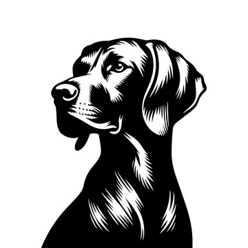 VIZSLA Dog Vector Silhouette - Elegant Strength and Energy of this Athletic Canine Companion Breed - VIZSLA Dog Illustration- Minimalist VIZSLA Dog Vector.
