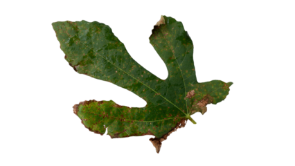 Fig leaves with Isolate Leaves on transparent background. Png file.