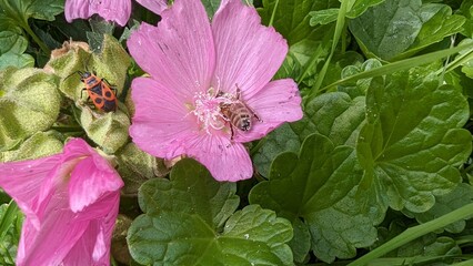A pink flower with a black and red bug on it